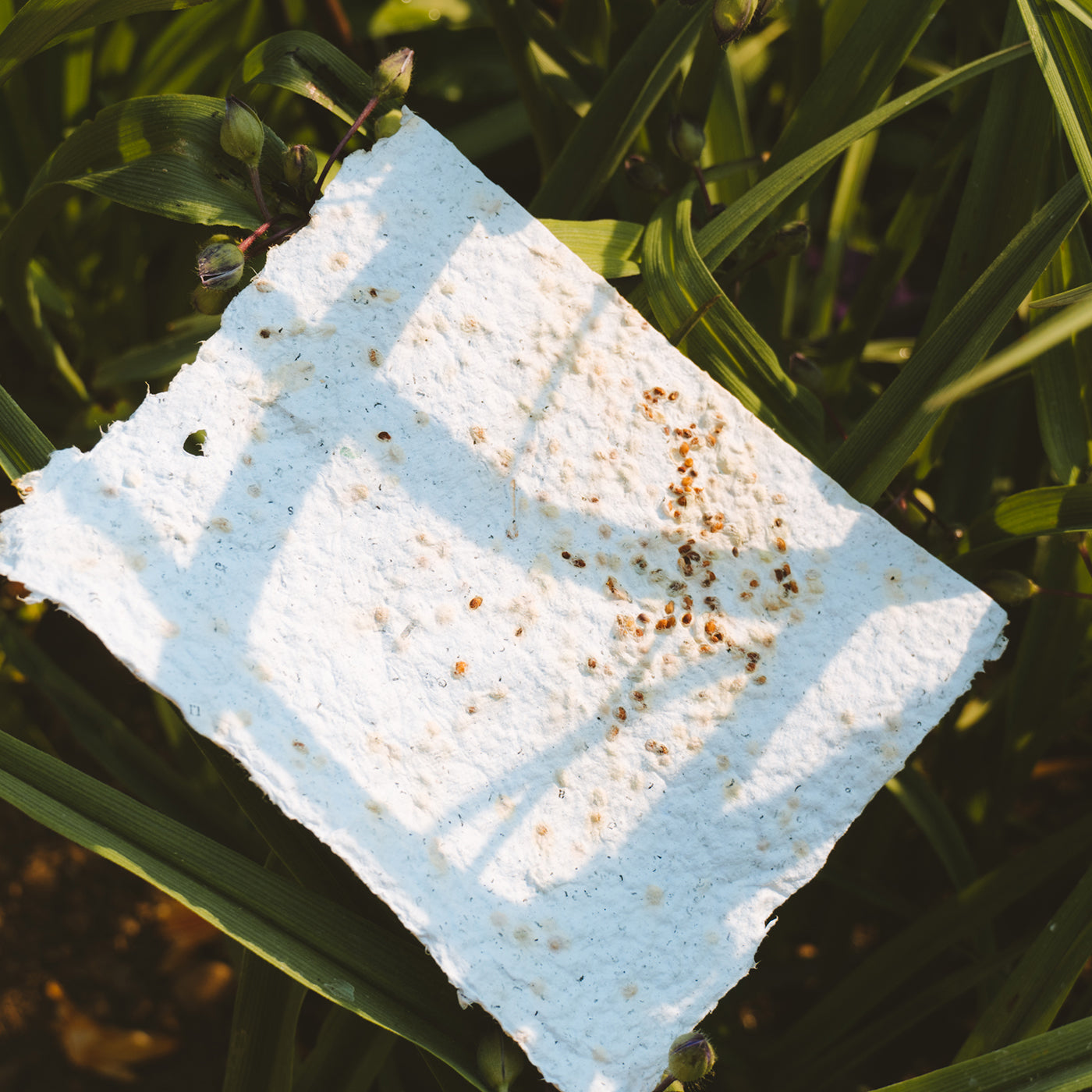 carta seminabile fiori selvatici