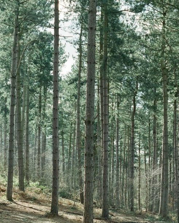 fondo forestale italiano onlus