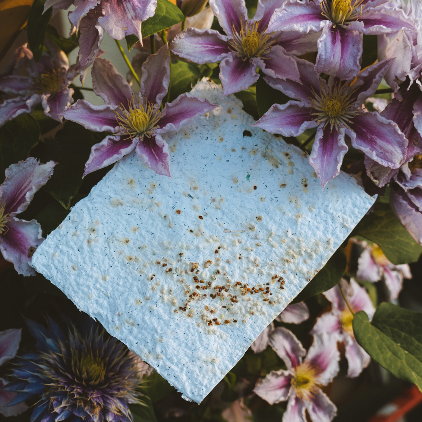 Cartolina seminabile con semi di fiori selvatici