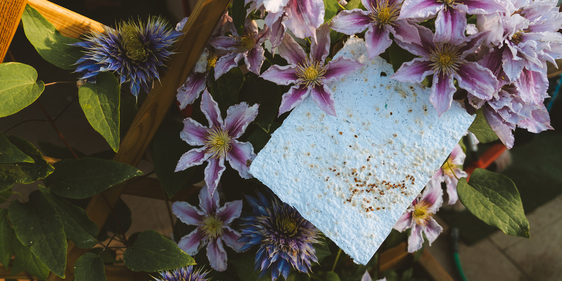 Miscela di semi di fiori selvatici, fiori perenni resistenti facili da Miscela di semi di fiori selvatici, fiori perenni resistenti facili da